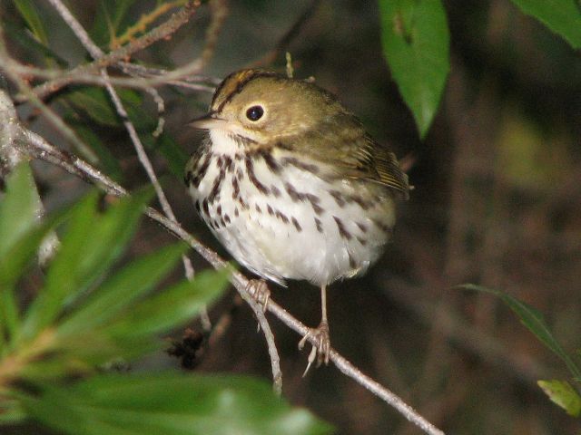 Ovenbird